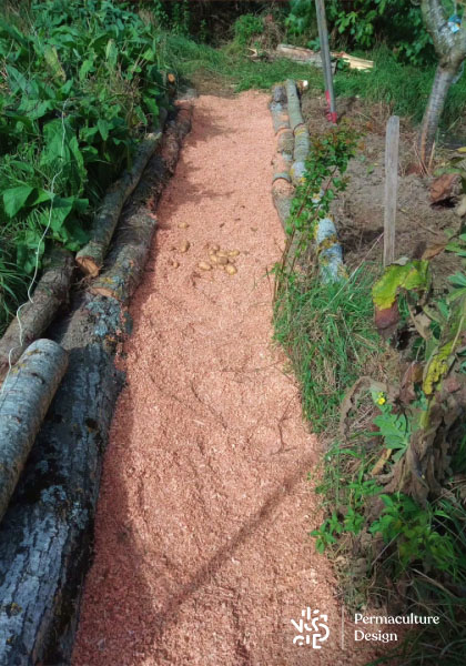 Anti limace naturel : copeaux de bois dans allée d’un potager en permaculture.