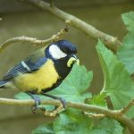 Mésange charbonnière avec chenille dans son bec.