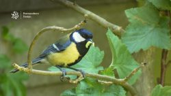 Mésange charbonnière avec chenille dans son bec.