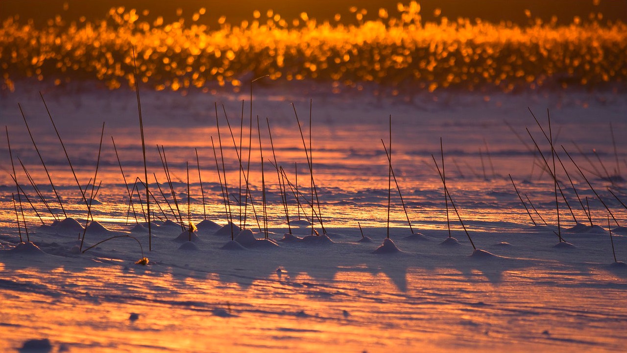 Du poulailler au jardin potager : valorisez simplement les productions de vos poules.
