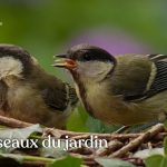 Découvrez les temps forts de la vie des oiseaux du jardin, les moments propices à l’observation et les clés d'un accueil durable chez vous.