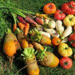 Produire plus dans son potager en permaculture.