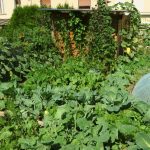 Produire plus dans son potager en permaculture.