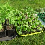 Faire germer ses graines en contenants est pratique.