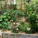 Exemple d’association de légumes et fleurs au potager en permaculture.