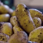 Plantation pommes de terre sans se fatiguer à désherber.