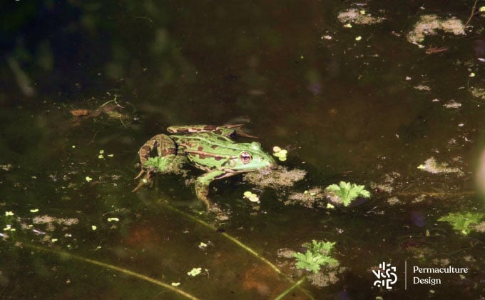 Anti-moustique naturel : la grenouille.