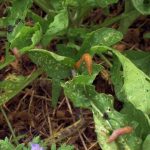 Limaces dans potager en permaculture.