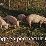 Voici les conseils avisés d’agriculteurs paysans sur l’élevage d’animaux en permaculture dans une microferme agroécologique.