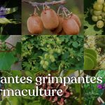Les plantes grimpantes sont très intéressantes dans un jardin en permaculture.