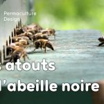 | Parfaitement adaptée à son contexte, l’abeille noire mérite une place de choix dans l’apiculture naturelle. |