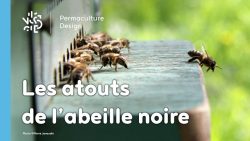 | Parfaitement adaptée à son contexte, l’abeille noire mérite une place de choix dans l’apiculture naturelle. |