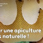 L’apiculture naturelle et ses bienfaits pour agir contre le déclin des populations d’abeilles.