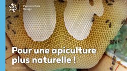 L’apiculture naturelle et ses bienfaits pour agir contre le déclin des populations d’abeilles.
