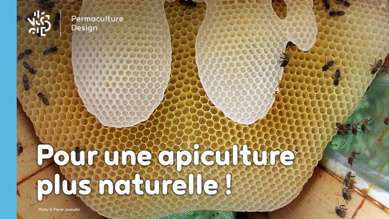 L’apiculture naturelle et ses bienfaits pour agir contre le déclin des populations d’abeilles.