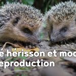 Du bébé hérisson à l’animal adulte, découvrez les habitudes et mode de reproduction de ces petits mammifères exceptionnels