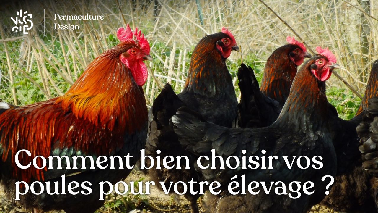 Comment bien choisir vos poules pour votre élevage ?