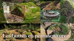 Les buttes de permaculture sont des supports de cultures efficaces pour produire fruits et légumes quand elles sont bien adaptées à vos contextes et objectifs !