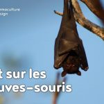 La chauve-souris est une véritable alliée dans un jardin en permaculture. De la pipistrelle à la noctule, découvrez les particularités, habitudes de vie, nourriture, reproduction de ces chiroptères protégés en France depuis 1976…