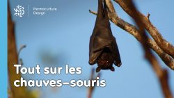 La chauve-souris est une véritable alliée dans un jardin en permaculture. De la pipistrelle à la noctule, découvrez les particularités, habitudes de vie, nourriture, reproduction de ces chiroptères protégés en France depuis 1976…