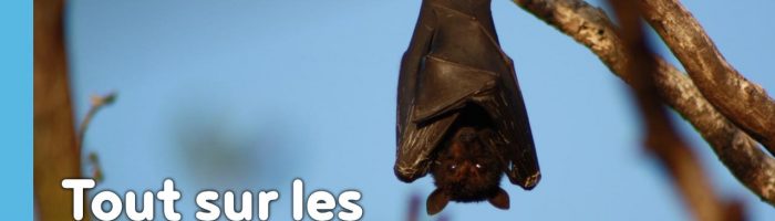 La chauve-souris est une véritable alliée dans un jardin en permaculture. De la pipistrelle à la noctule, découvrez les particularités, habitudes de vie, nourriture, reproduction de ces chiroptères protégés en France depuis 1976…