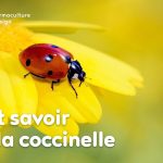 Un article pour mieux connaître la coccinelle aussi appelée demoiselle, bête à  bon dieu, coccinelle européenne