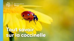 Un article pour mieux connaître la coccinelle aussi appelée demoiselle, bête à  bon dieu, coccinelle européenne