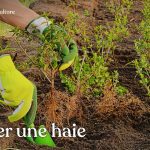 Points essentiels à connaître pour planter une haie : par quoi commencer, comment, quand, avec des végétaux en conteneur ou en racines nues…