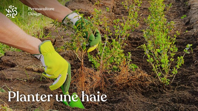 Points essentiels à connaître pour planter une haie : par quoi commencer, comment, quand, avec des végétaux en conteneur ou en racines nues…