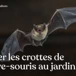 Propriétés et utilisations de la crotte de chauve-souris aussi appelée guano dans un jardin potager en permaculture.