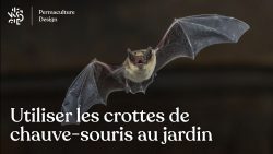 Propriétés et utilisations de la crotte de chauve-souris aussi appelée guano dans un jardin potager en permaculture.