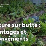 La culture sur butte est une technique de Permaculture avec des avantages et des inconvénients.