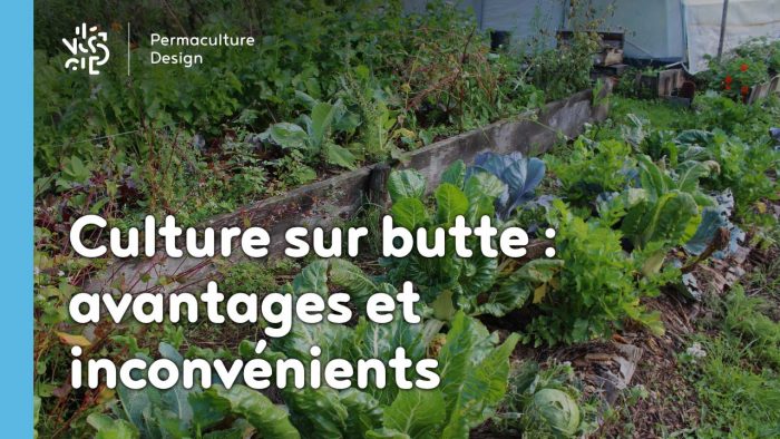 La culture sur butte est une technique de Permaculture avec des avantages et des inconvénients.