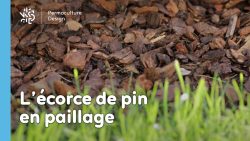 L’écorce de bois et plus particulièrement l’écorce de pin est un paillage très répandu pouvant avoir son utilité au jardin en permaculture.