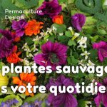 Découvrez une formation vidéo sur les plantes sauvages comestibles et médicinales avec beaucoup de recettes pour les connaître et les utiliser au quotidien