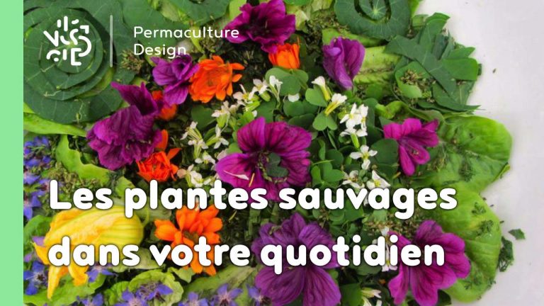 Découvrez une formation vidéo sur les plantes sauvages comestibles et médicinales avec beaucoup de recettes pour les connaître et les utiliser au quotidien