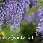 Vous rêvez d’installer une glycine ou wisteria dans votre jardin ? Plantation, taille, bouture, culture en pots, découvrez tous nos conseils.