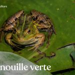 Œuf, bébé, reproduction, cri, nourriture, etc. vous saurez tout sur la grenouille verte et ses différences avec la grenouille rousse, la rainette ou encore le crapaud.