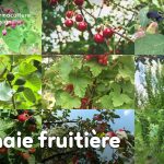 Conseils pratiques pour créer une haie fruitière comestible en permaculture