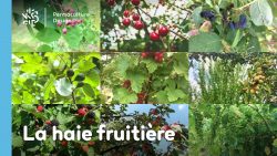 Conseils pratiques pour créer une haie fruitière comestible en permaculture