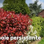 Comment composer une haie persistante biodiversifiée chez vous avec des arbustes au feuillage persistant, de croissance rapide, intéressants pour la faune et esthétiques.