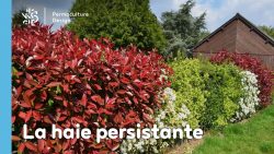 La haie persistante au jardin en permaculture