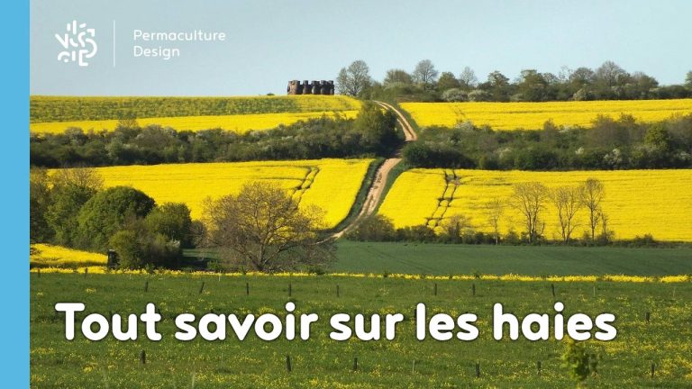 En permaculture, la haie qu’elle soit vive, champêtre, bocagère ou autre est considérée comme un écosystème à part entière nécessaire à la biodiversité.