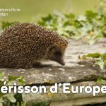Le hérisson, petit mammifère exceptionnel, est un formidable auxiliaire au jardin en permaculture !