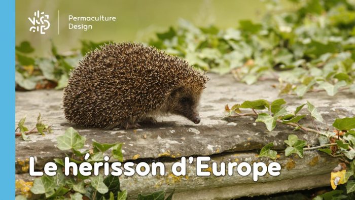 Le hérisson, petit mammifère exceptionnel, est un formidable auxiliaire au jardin en permaculture !