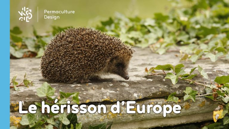Le hérisson, petit mammifère exceptionnel, est un formidable auxiliaire au jardin en permaculture !