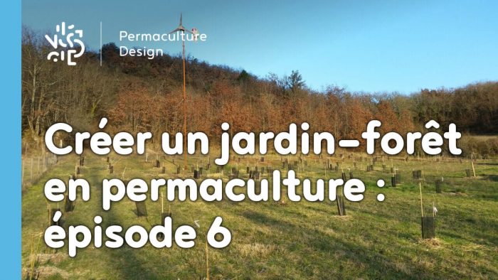 Point sur la troisième année d’évolution du jardin-forêt comestible en permaculture créé dans le cadre du projet collectif TERA.