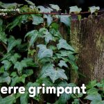 Le lierre grimpant, Hedera helix est une plante rampante à croissance rapide à avoir absolument dans son jardin en permaculture !
