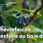 Le chèvrefeuille comestible ou Lonicera Kamtschatica est une plante rustique très permaculture produisant des petites baies délicieuses riches en vitamines B et C.