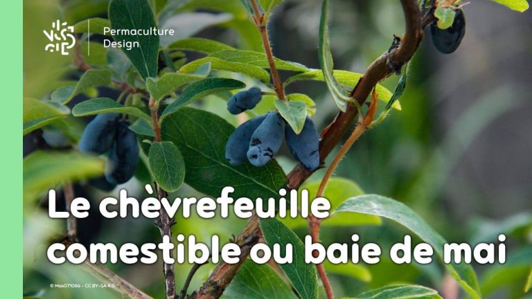 Le chèvrefeuille comestible ou Lonicera Kamtschatica est une plante rustique très permaculture produisant des petites baies délicieuses riches en vitamines B et C.